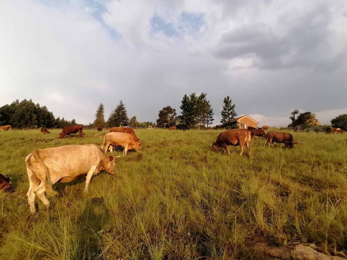 Lochiel Rocks & Roses Farm Stay المظهر الخارجي الصورة