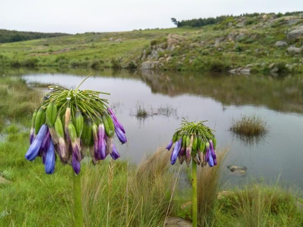Lochiel Rocks & Roses Farm Stay المظهر الخارجي الصورة