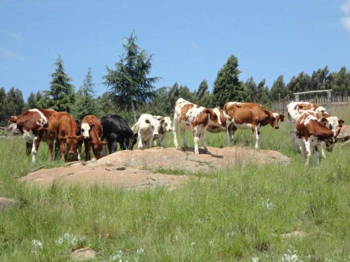 Lochiel Rocks & Roses Farm Stay المظهر الخارجي الصورة